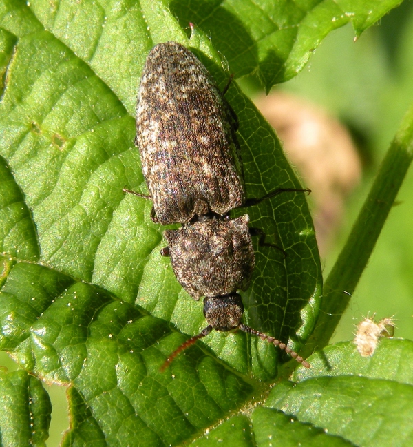 Elateridae da Id.: Agrypnus murinus